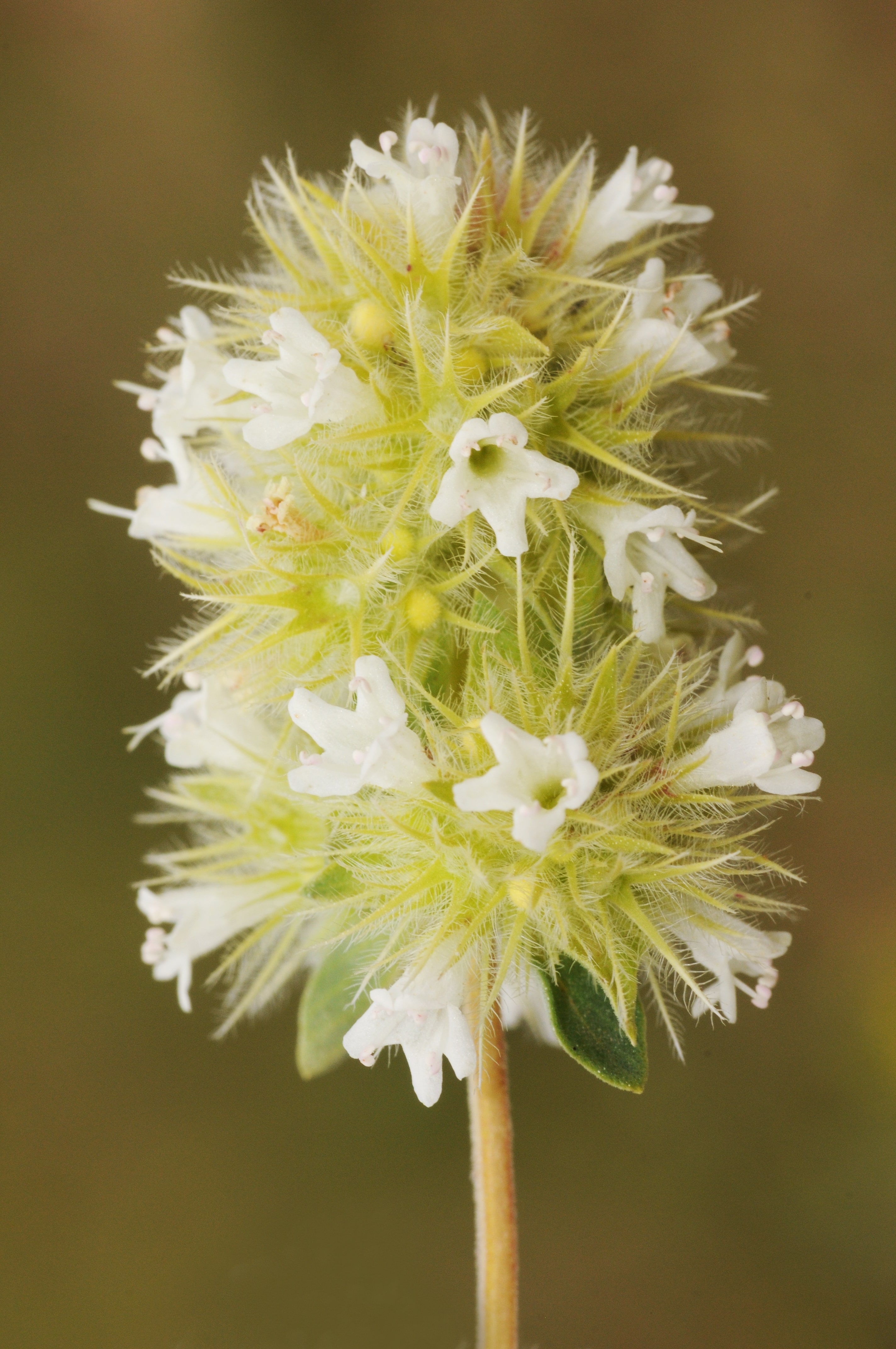 ScenTree White Thyme EO (CAS N° 8007463 // 84929511)